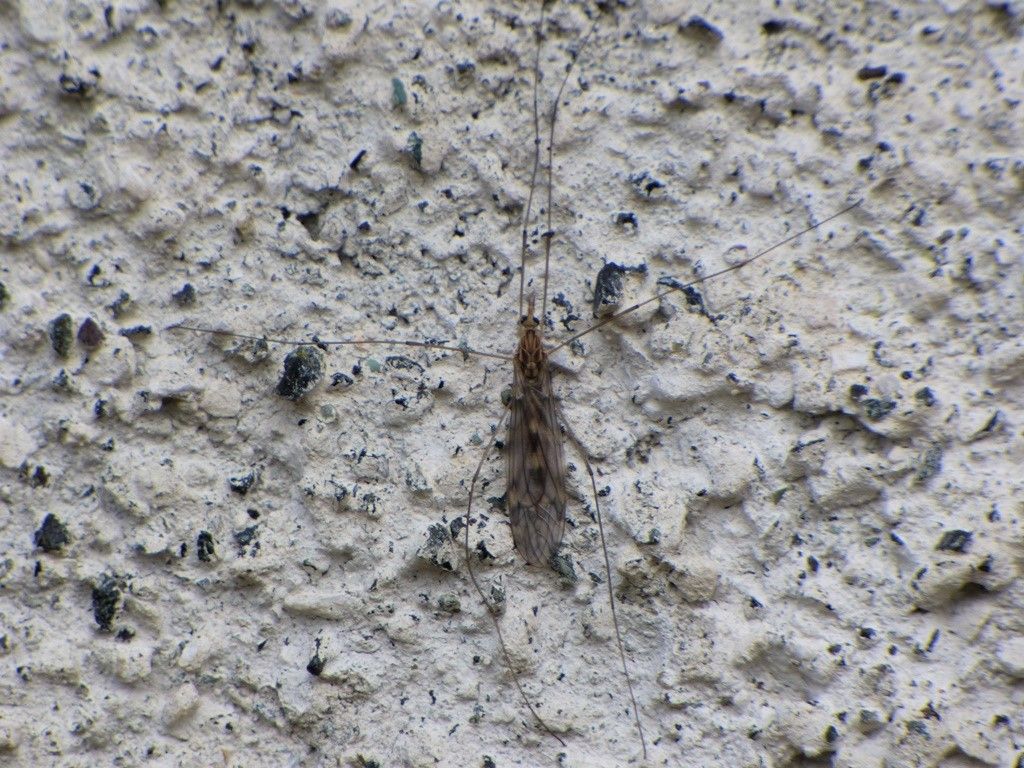 Limoniidae?